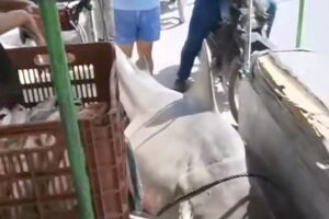 Capturan tiburón en plena ría de Celestún