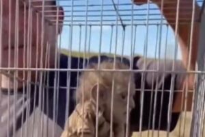 ¡Impresionante! muestran supuesto chaneque capturado en Veracruz