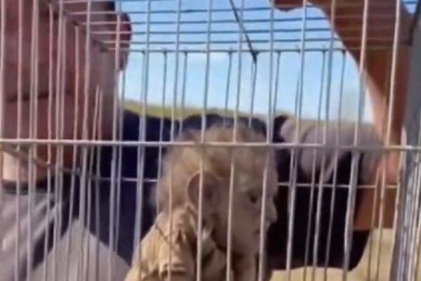 ¡Impresionante! muestran supuesto chaneque capturado en Veracruz