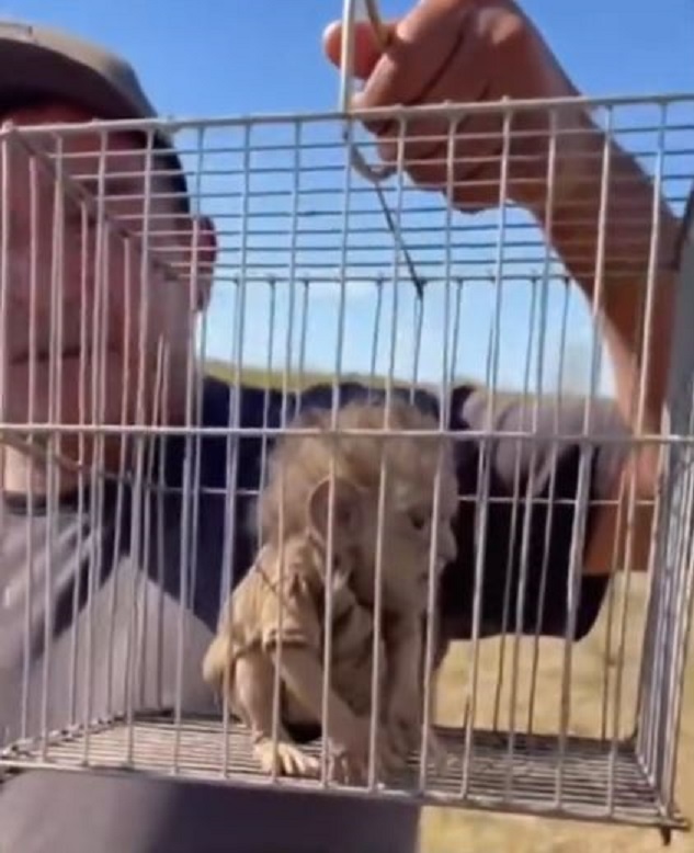 ¡Impresionante! muestran supuesto chaneque capturado en Veracruz