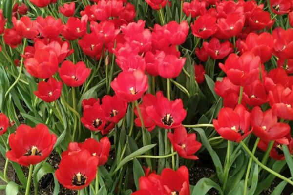 Atlixco impulsa la producción de tulipán holandés rumbo al 14 de febrero