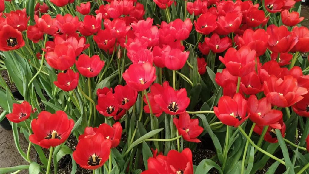 Atlixco impulsa la producción de tulipán holandés rumbo al 14 de febrero