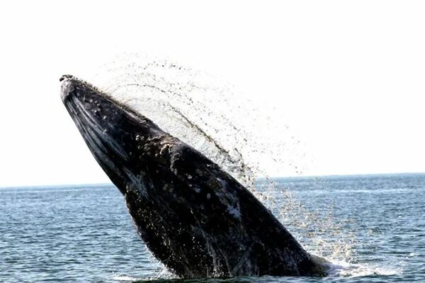 Ballenas grises en México: Conanp reporta solo 15 crías nacidas en Baja California Sur