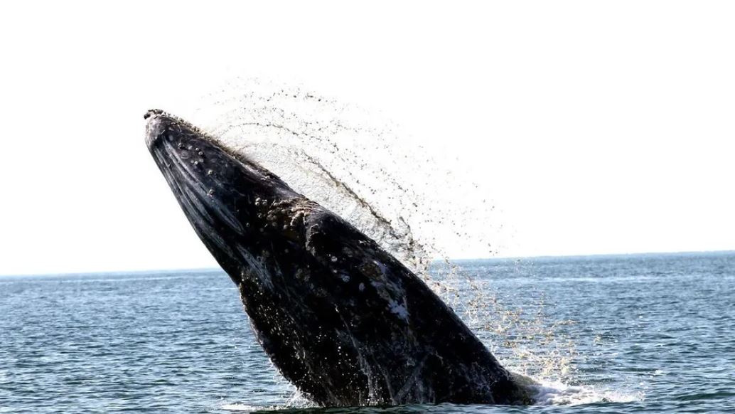 Ballenas grises en México: Conanp reporta solo 15 crías nacidas en Baja California Sur