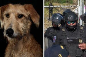 Investigan uso excesivo de fuerza en detención de mujer en centro de Oaxaca