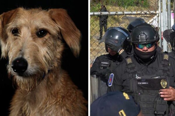 Investigan uso excesivo de fuerza en detención de mujer en centro de Oaxaca