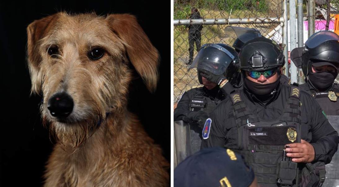 Investigan uso excesivo de fuerza en detención de mujer en centro de Oaxaca