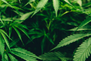 Cannabis aumenta la inflamación cerebral en episodios psicóticos, revela estudio