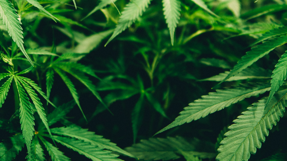 Cannabis aumenta la inflamación cerebral en episodios psicóticos, revela estudio