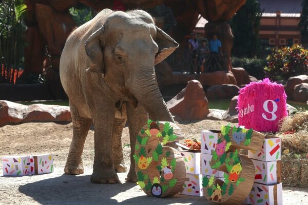 Trompita, la elefanta rescatada de un circo, celebra su cumpleaños 65