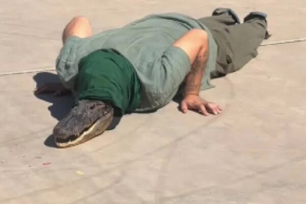 Fenómeno therian irrumpe en Sonora y sacude redes sociales