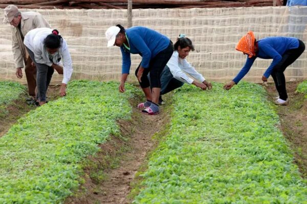 Estados Unidos invertirá 40 millones de dolares en un centro de investigación agrícola en México