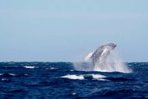 Profepa realiza operativo sobre observación responsable de ballenas en Nayarit