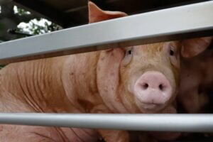 Incendio en granja porcícola en Estados Unidos deja sin vida a 6 mil cêrdôs