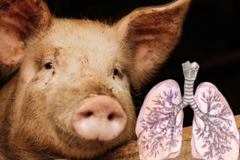 España alerta a la OMS por posible transmisión de gripe porcina entre humanos