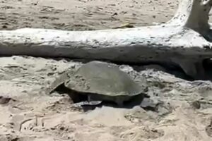 Arriban tortugas a playas de Tamaulipas en medio de derrame