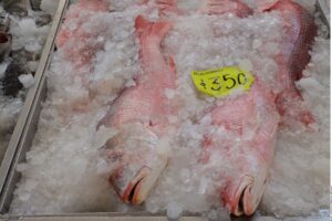 Alertan fraude en peso de pescado importado; hasta 40 % podría ser agua añadida