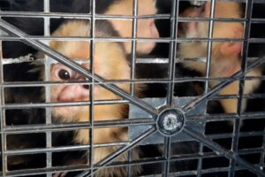 Rescatan 10 monos capuchinos transportados ilegalmente en Tabasco