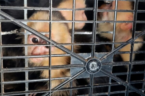 Rescatan 10 monos capuchinos transportados ilegalmente en Tabasco