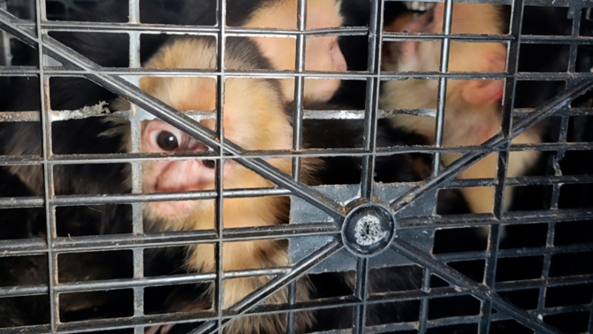 Rescatan 10 monos capuchinos transportados ilegalmente en Tabasco