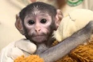 Conoce a “Punch mexicano”, el mono bebé que conmueve a las redes sociales