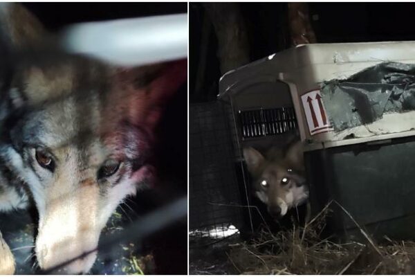 Liberaron loba mexicana en Chihuahua; vuelve plan de reintroducción
