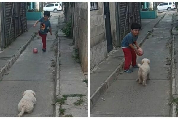 Pequeño juega futbol con su perrito portero y conquista redes