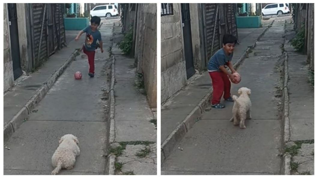 Pequeño juega futbol con su perrito portero y conquista redes