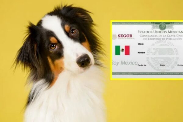 Lomito con papeles en regla; ahora hasta el firulais ya tiene CURP 